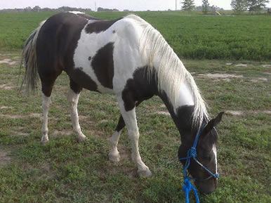 horse eating
