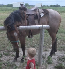 horse for rent