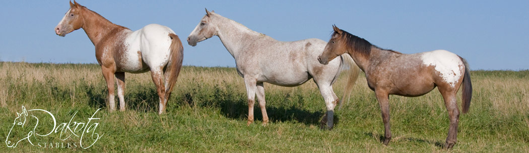 Dakota Stables Banner