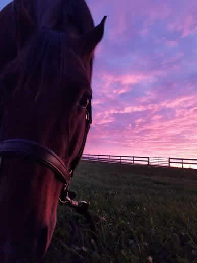 Dakota Stables Horse at Sunset