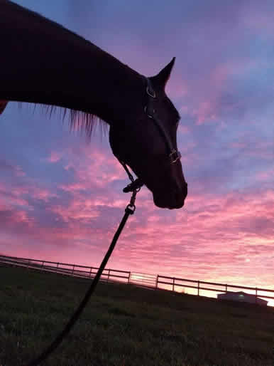 Dakota Stables Sunset Horse