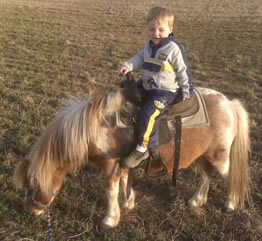 pony for lease