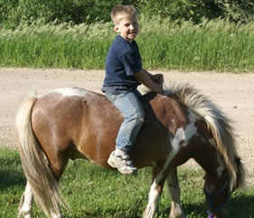 pony for rent