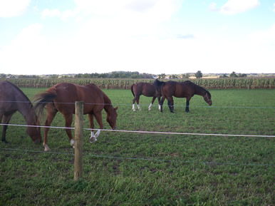 horse boarding and leasing farm