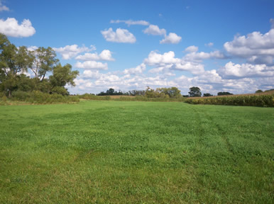 grass pasture for horses in Minnesota