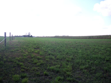 horse pasture