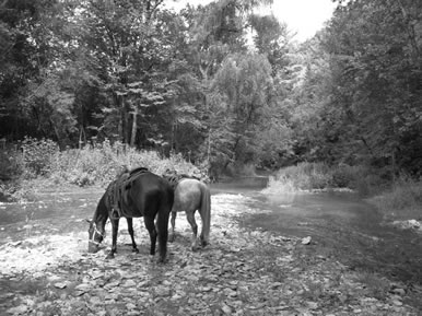 horses by river - MN horses
