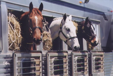 Dakota Stables horse transporter