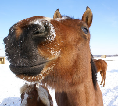 horse with snow on mouth at Dakota Stables