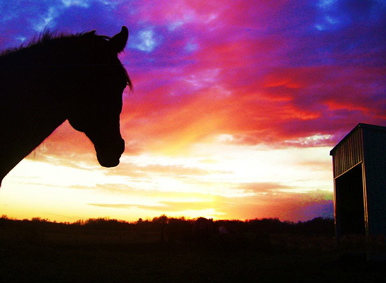 horse sunset at Dakota Stables