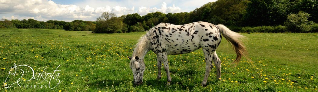 Dakota Stables Banner