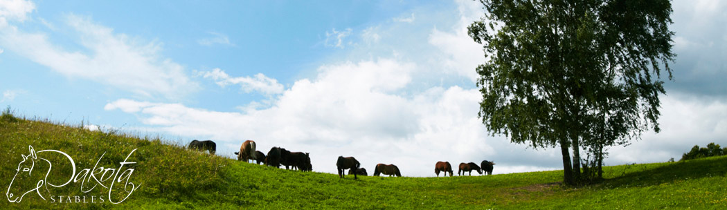 Dakota Stables Banner