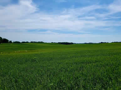 Dakota Stables grass horse pasture