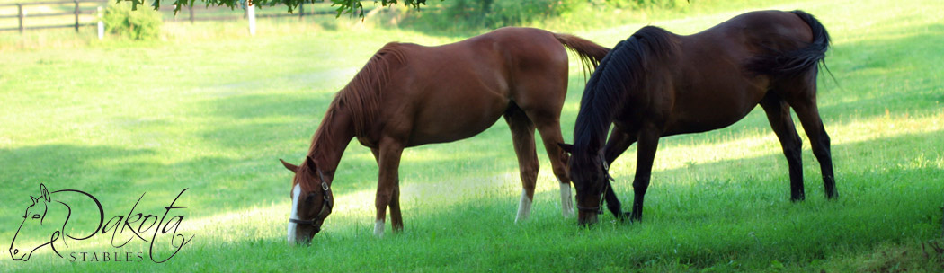 Dakota Stables Banner
