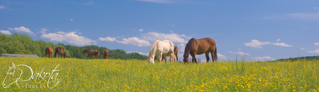 Dakota Stables Banner