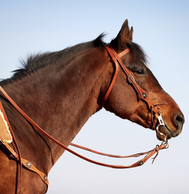 horse - Dakota Stables