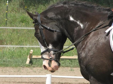 Dakota Stables Horse
