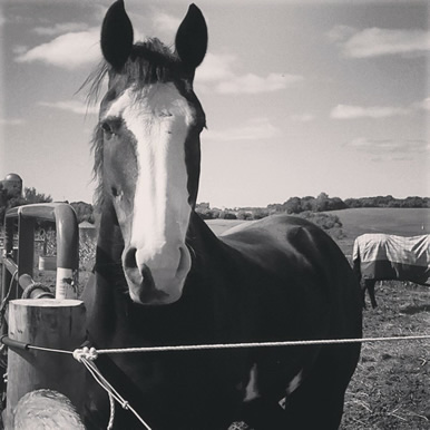 Dakota Stables horse