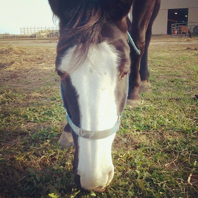 Dakota Stables horse