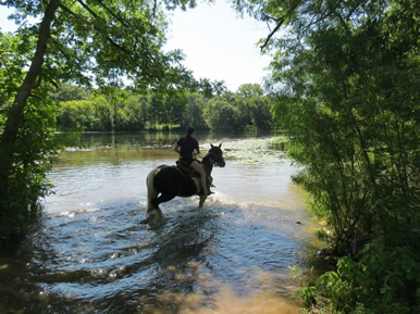 Dakota Stables horse