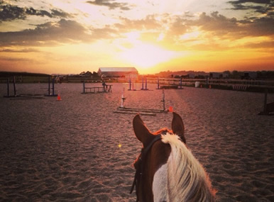 Dakota Stables horses