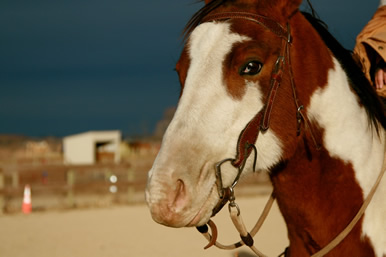 Dakota Stables horse