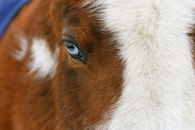 Dakota Stables horse