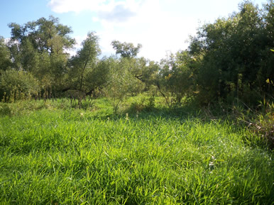 horse farm in Minnesota