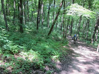 Historic Forestville, MN horseback riding