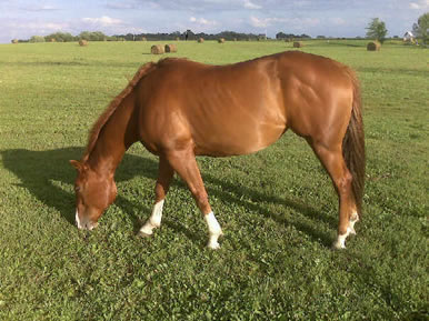 horse in pasture at Dakota Stables