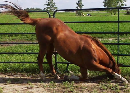 bowing horse at Dakota Stables