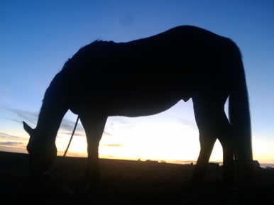 horse and sunset with Dakota Stables